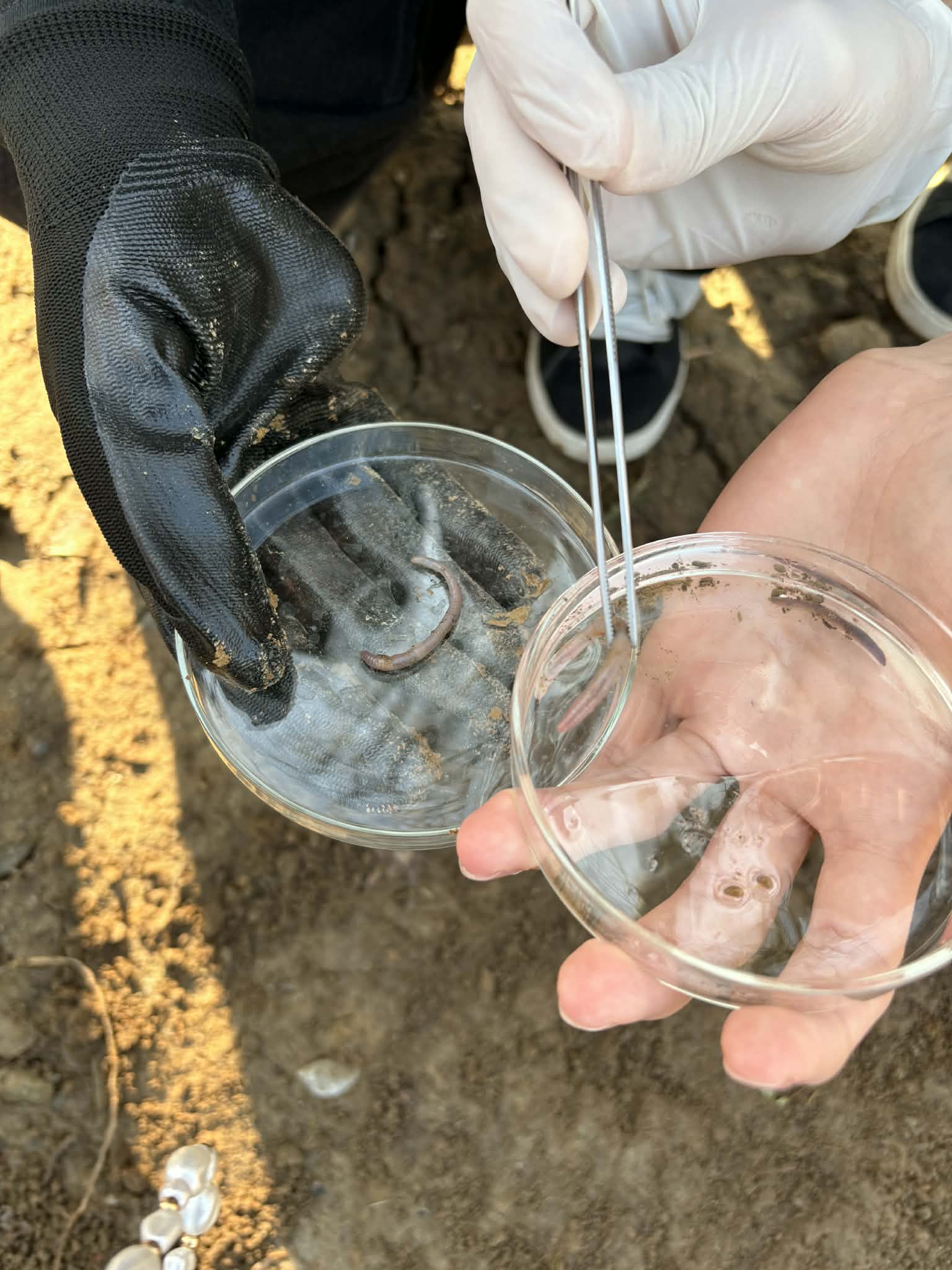 Klasa 2a odkrywa świat bezkręgowców