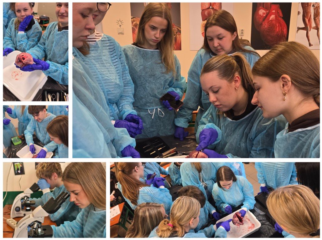 Lekcja anatomii w naszym liceum – serce w centrum uwagi